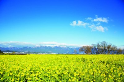 🌼 제1 나기사 공원 (다이이치 나기사 코엔) 이미지 2